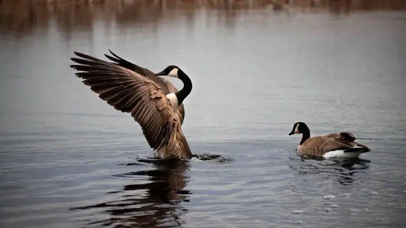 Les chasseurs Canadiens appelés à la vigilance pour la grippe aviaire
