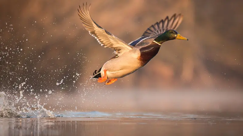 Canard colvert