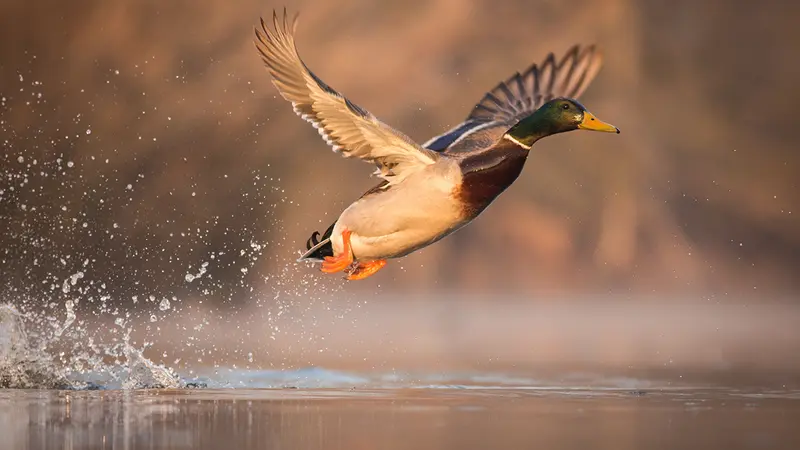 Canard colvert