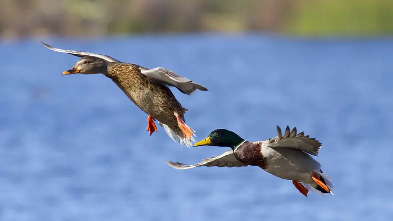 Pierre Rigaux s’attaque aux chasseurs du Nord : la Fédération recadre l’animaliste