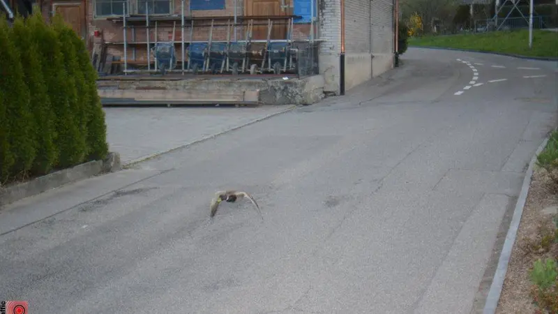 Suisse : un canard flashé à 52 km/h