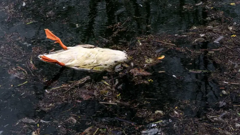 Report de la chasse sur un étang dans l’Hérault après la découverte de 500 oiseaux morts