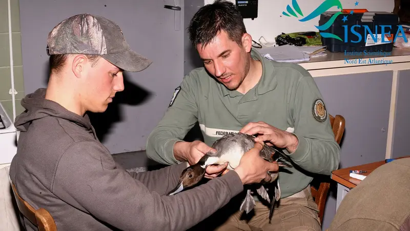 Un canard pilet fait un vol de 1462 km sans se poser