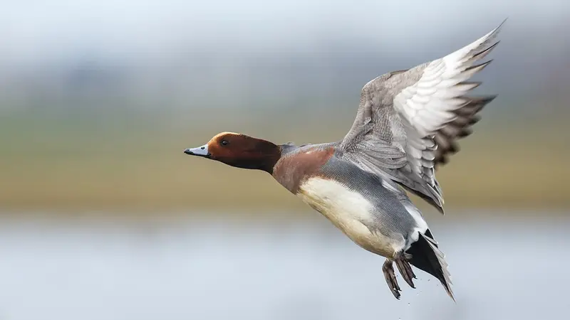 Canard siffleur