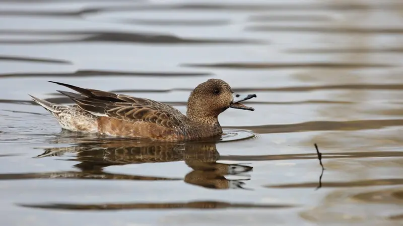 Des données intéressantes sur le canard siffleur grâce à l’ISNEA