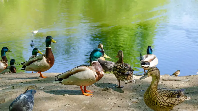 Un « commando » vegan s’attaque à des canards d’ornement
