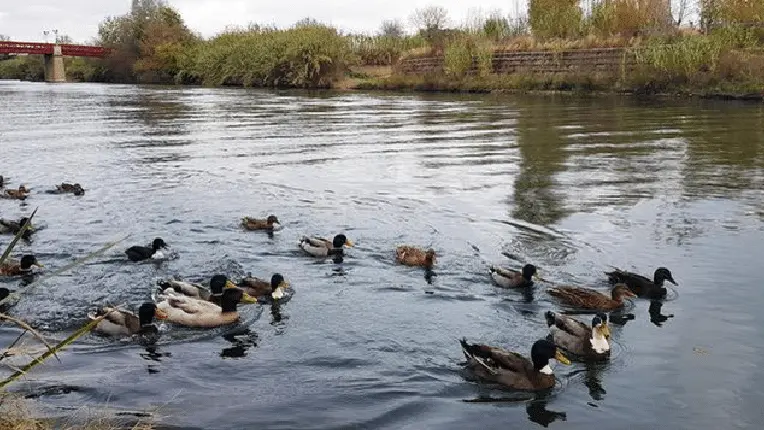 Hérault : Une forme de botulisme cause la mort des canards de Sérignan
