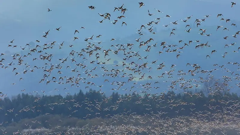 Pourquoi avons-nous vu autant de canards siffleurs sur nos côtes ces derniers jours ?