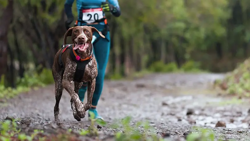 Gard : 3 chiens tués avec des boulettes empoisonnées