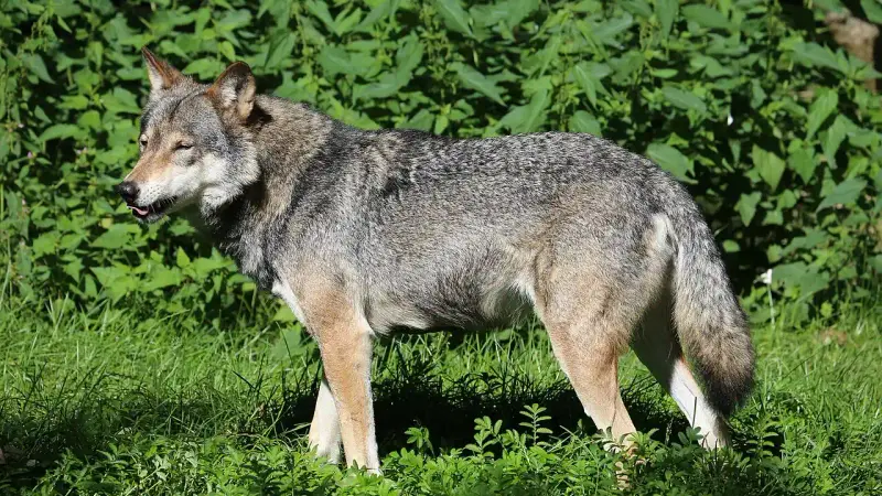 canis-lupus-loup
