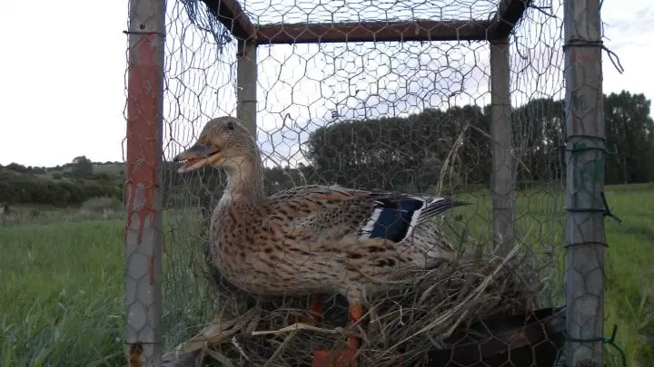 Fin de l’épidémie de grippe aviaire en France