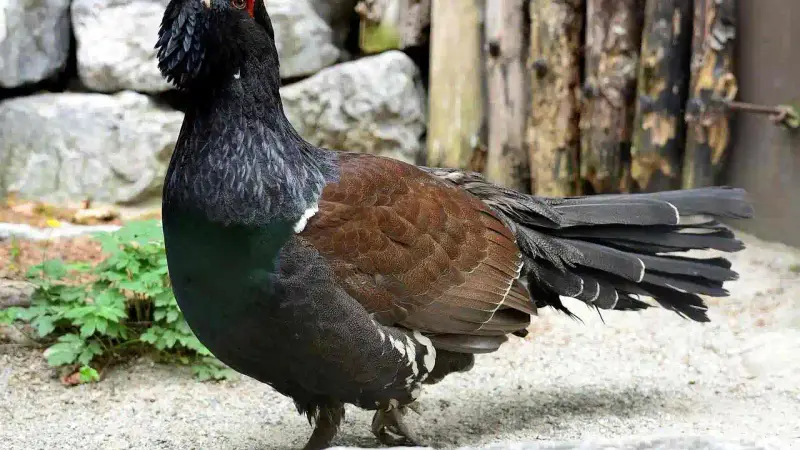 Les écologistes contre la réintroduction du Grand Tétras