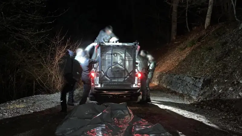 L’ours qui a tué un joggeur en Italie a finalement été capturé vivant