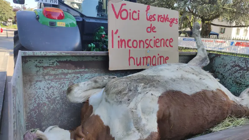 Haute-Savoie : les éleveurs de bovins déposent une carcasse devant la préfecture