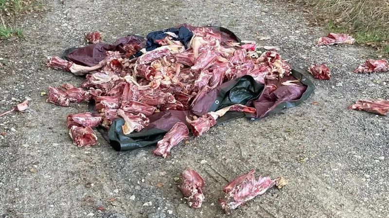 carcasses de canards