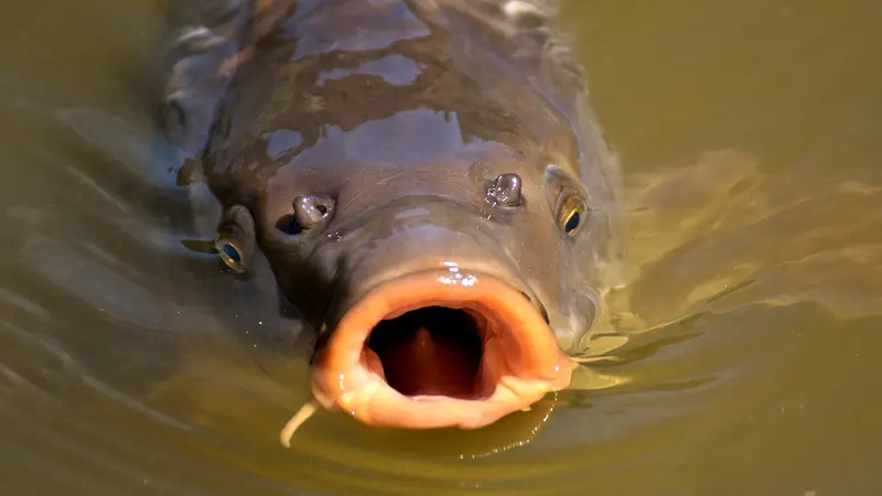 Les pêcheurs sauvent les poissons d’un lac touché par la sécheresse dans les Pyrénées-Orientales