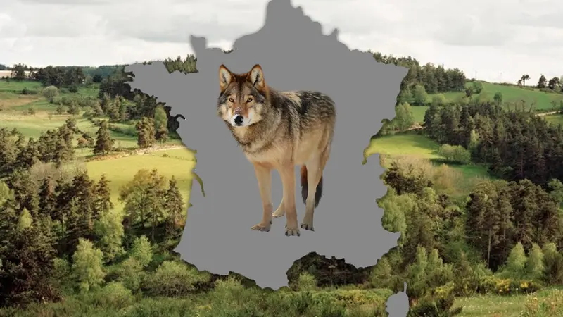 La carte du loup en France : progression de 2013-2018