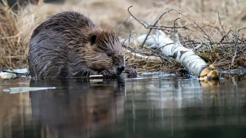 Un chien euthanasié après une attaque de castor : un incident rare mais grave