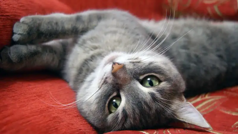 Moratoire sur les chats