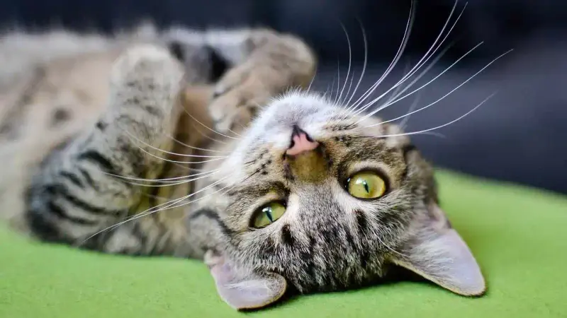 grippe aviaire chez le chat