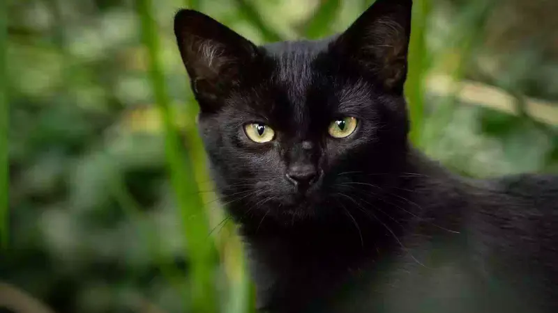 Présence du chat en zone natura 2000