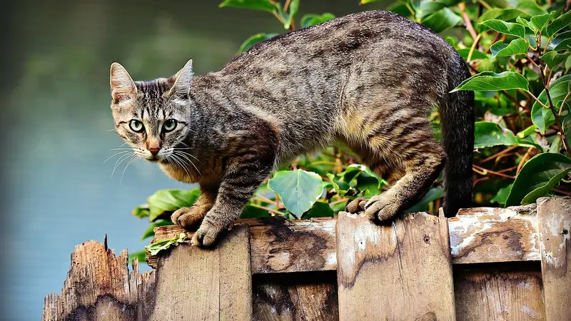 Le chat, un problème grave qui inquiète aussi les associations de protection animale