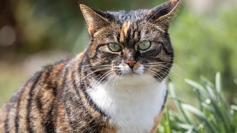 robots tueurs de chats en australie
