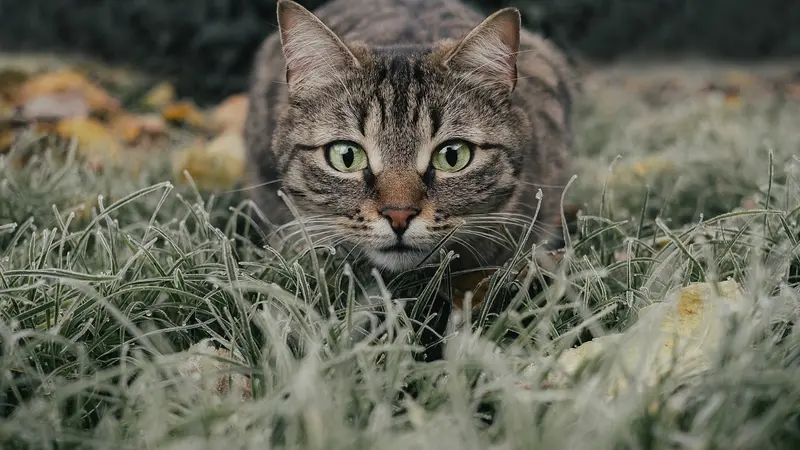 Un concours qui rémunère des enfants (140€ par animal) pour chasser des chats fait polémique