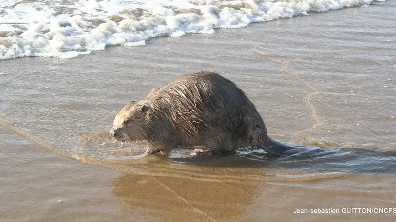 Inédit : un castor observé sur une plage en Loire Atlantique