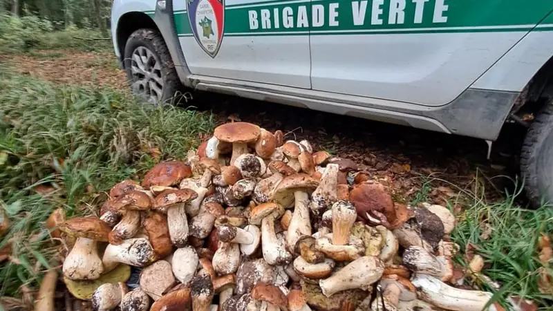Interceptés sur l’autoroute avec 100 kilos de champignons dans le coffre
