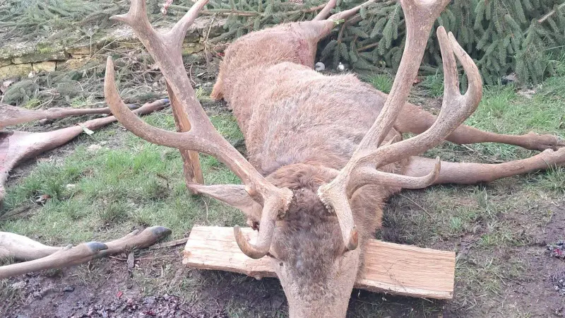 Un traqueur prélève un 18 cors de 264 kilos pour la fermeture