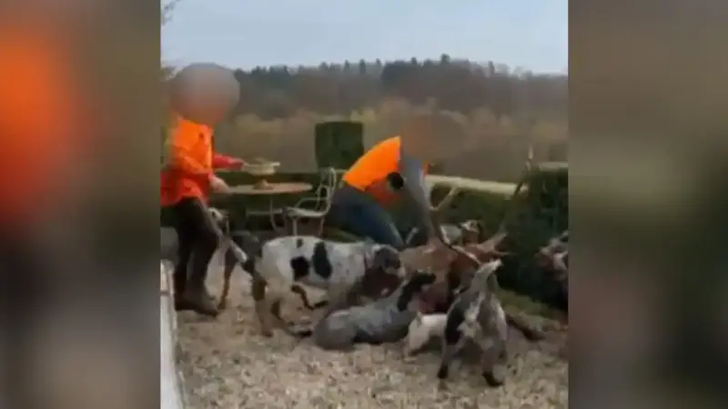 cerf abattu chez luc besson