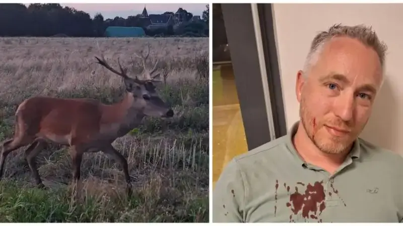 Un cerf charge un homme en pleine rue, son abattage fait débat