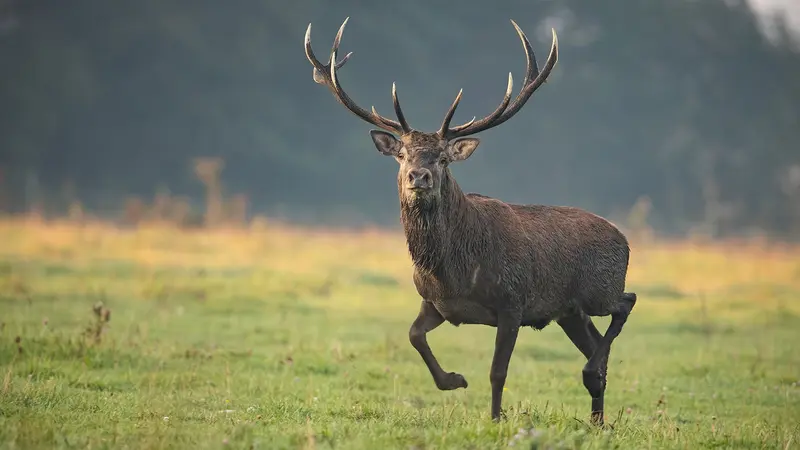 Loir-et-Cher : un chasseur gravement blessé par un cerf