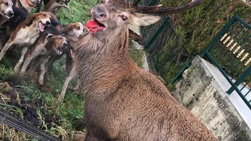 Chasse à courre dans l’Oise : des riverains empêchent les chasseurs de terminer la chasse