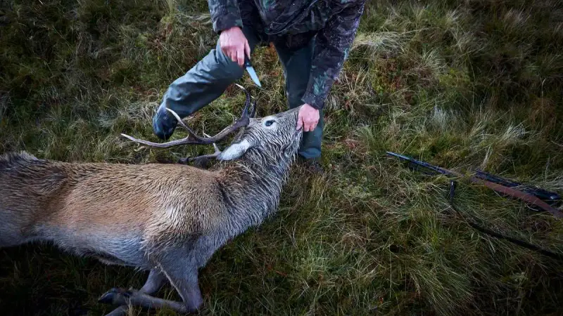 Cerf retrouvé sans cuisseaux ni bois, la piste du braconnage privilégiée en Haute-Savoie