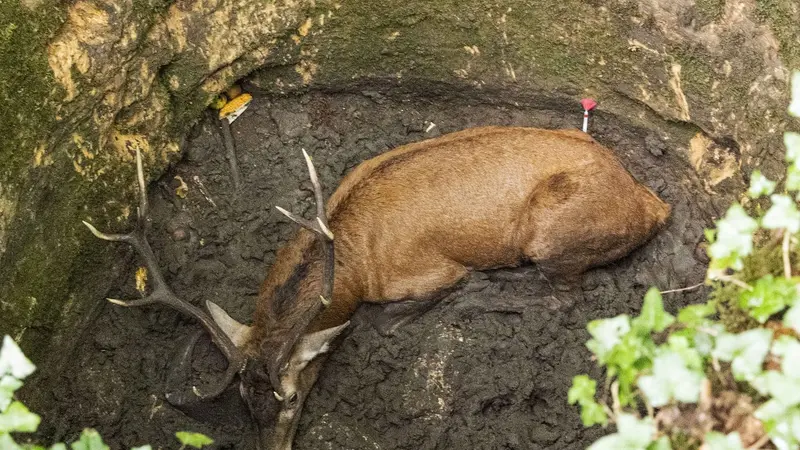 Sauvetage d’un cerf de 150 kg en Dordogne par le GRIMP et l’OFB
