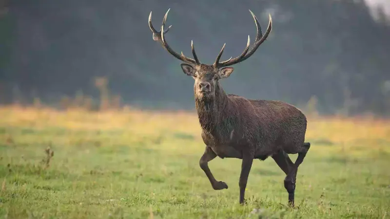 cerf