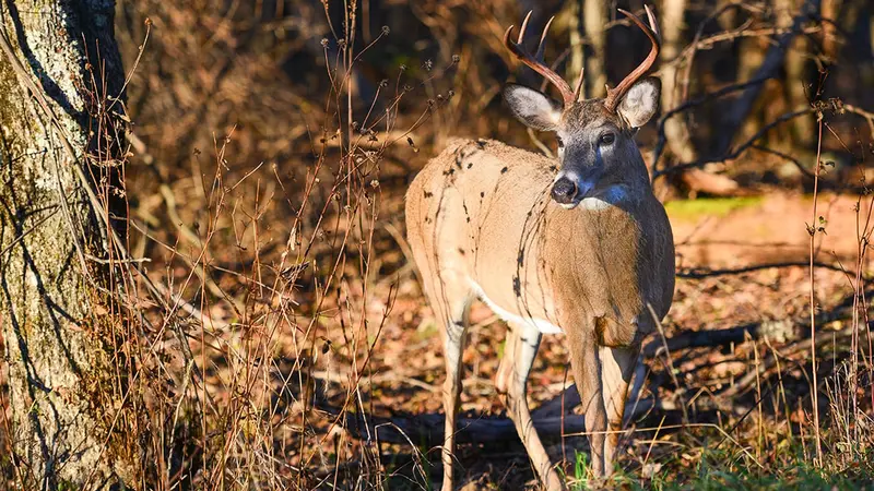 États-Unis : des animaux robots pour lutter contre le braconnage