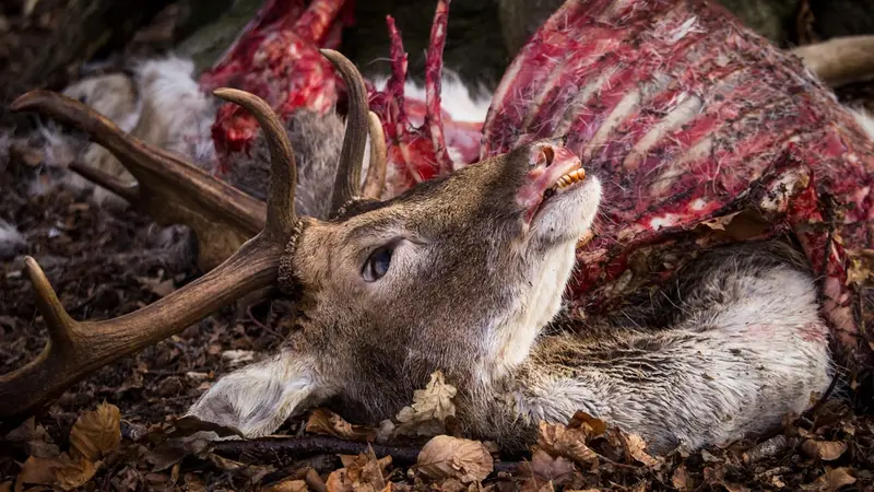 Un cerf dévoré par des loups en plein centre d’un village
