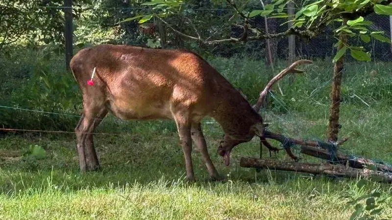 cerf dordogne