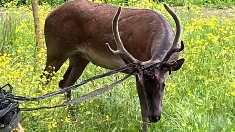 Cerf du Bouscot