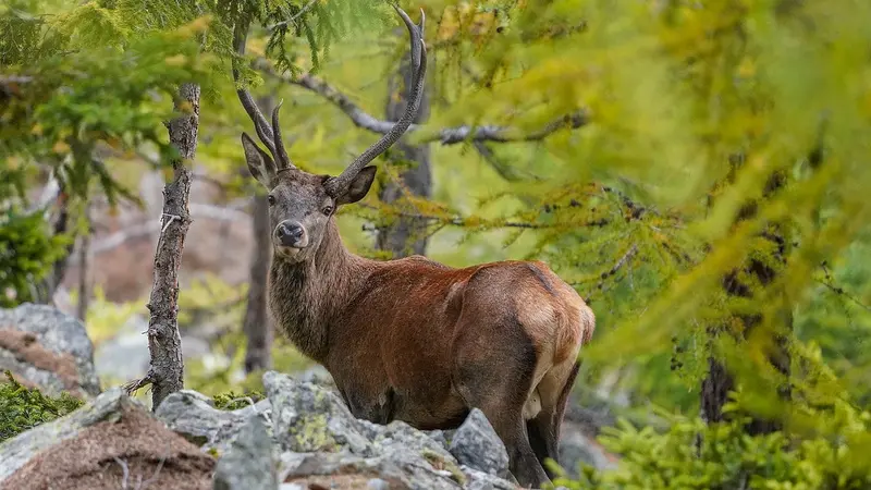 En Moselle, les chasseurs disent non aux prélèvements abusifs de cerfs