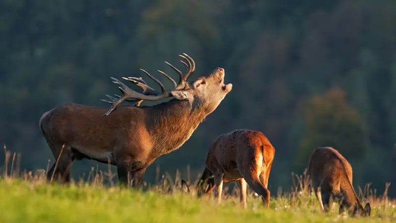 cerf élpahe