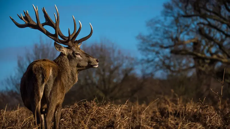 photo de cerf élpahe