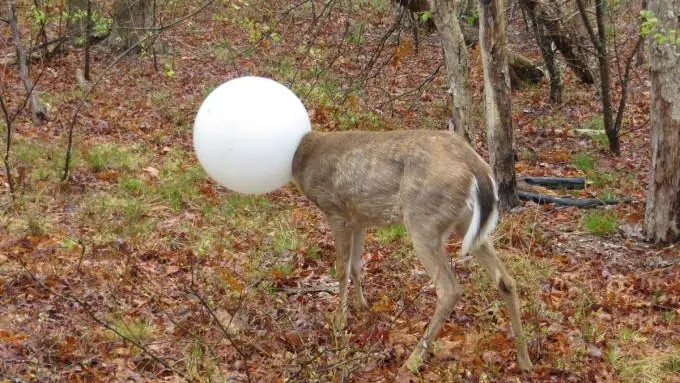 Un cerf prit la tête dans le globe