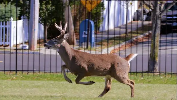 Etats-Unis : il braconnait dans des parcs publics !