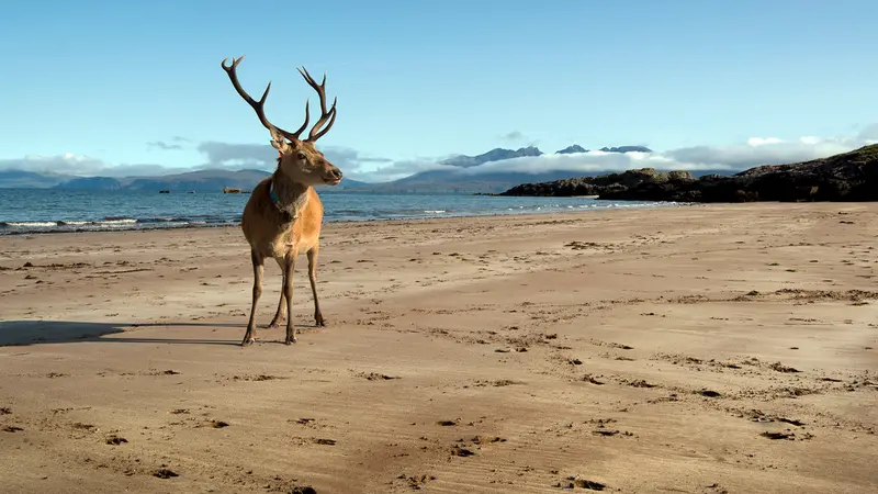 Deux nudistes attaqués par un cerf en Australie, ils écopent d’une amende