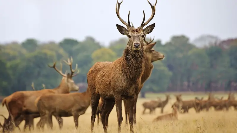 Hollande : prêt de 2000 cerfs devront être abattus dans une réserve