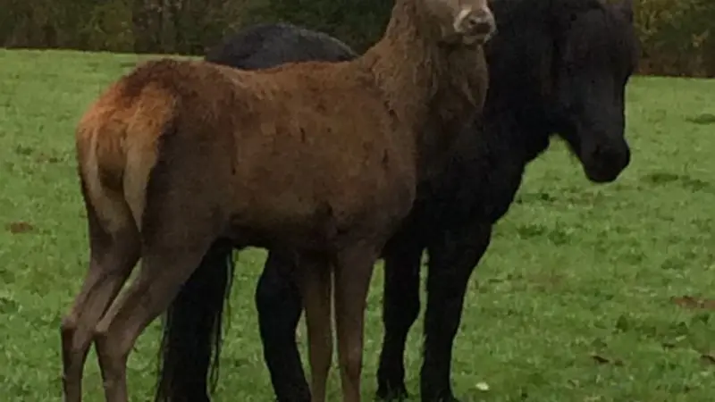 Un cerf au comportement anormal abattu par l'oncfs
